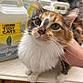 cat, calico, fluffy, pet, animal, whiskers, curious, close_up, indoor, countertop, litter, container, hand, feline, domestic, cute, fur, eyes, portrait, household