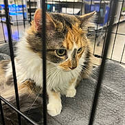 Reese is registered to the contest to win money with this photo: cat, calico, cage, pet, animal, fur, whiskers, ears, eyes, paws, indoor, bed, gray, curious, feline, closeup, soft, sitting, captive, portrait