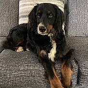 Zoe joined the competition — help win amazing prizes! dog, couch, pillow, black_dog, brown_paws, white_chest, indoor, pet, relaxed, fur, long_legs, looking_at_camera, living_room, home, canine, animal, resting, furniture, companion, domestic