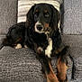 dog, couch, pillow, black_dog, brown_paws, white_chest, indoor, pet, relaxed, fur, long_legs, looking_at_camera, living_room, home, canine, animal, resting, furniture, companion, domestic