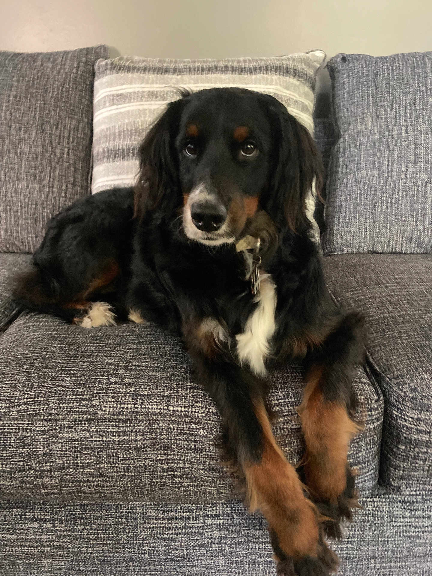 Zoe joined the competition — help win amazing prizes! dog, couch, pillow, black_dog, brown_paws, white_chest, indoor, pet, relaxed, fur, long_legs, looking_at_camera, living_room, home, canine, animal, resting, furniture, companion, domestic