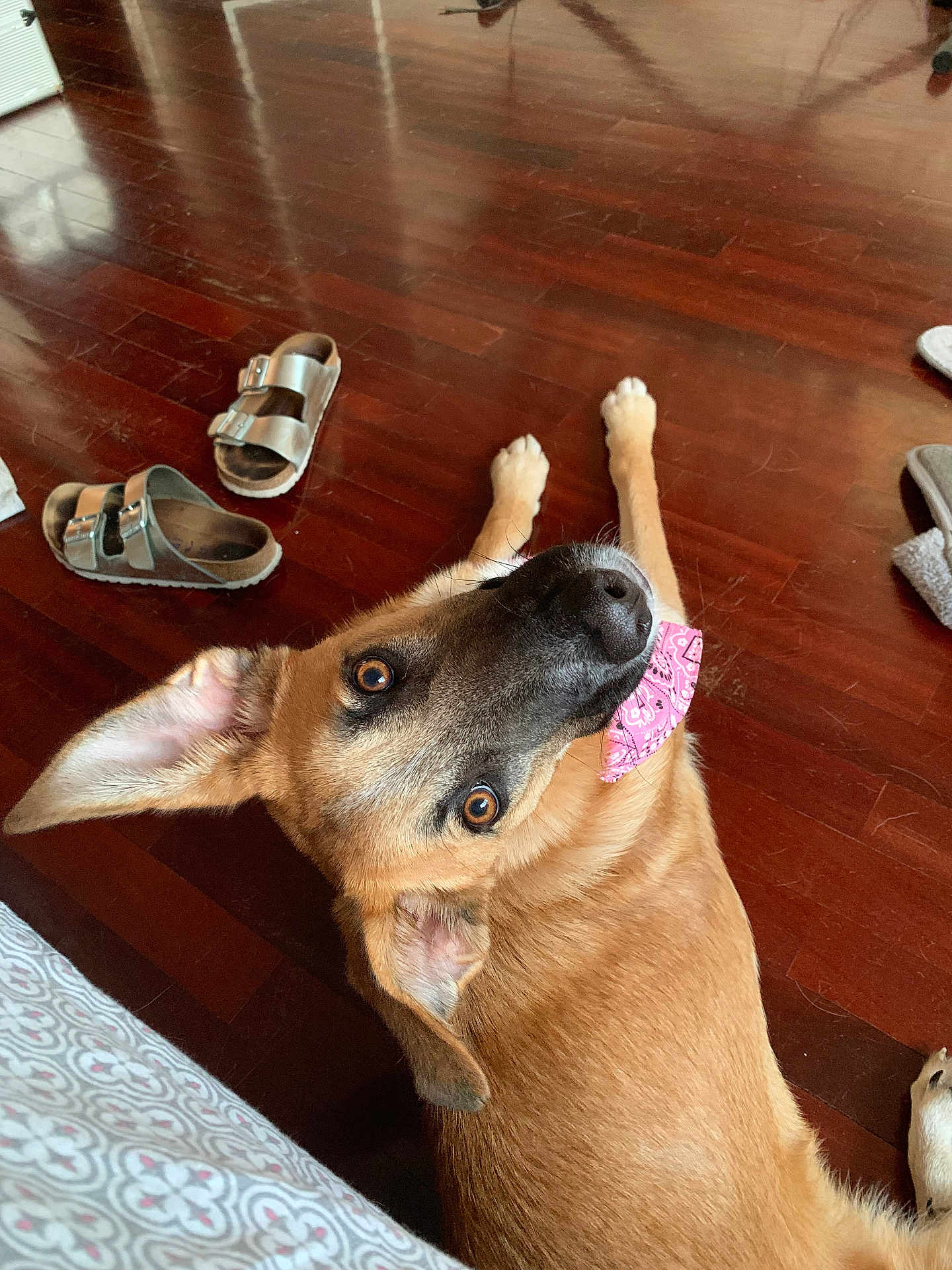 Alma participe au concours pour gagner de l'argent avec cette photo : animal, bandana, brown_dog, casual, companion, cozy, cute, dog, domestic, ears_up, floor, indoor, laying_down, looking_up, pet, pink_bandana, portrait, relaxed, sandals, wooden_floor