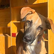 Alma participe au concours pour gagner de l'argent avec cette photo : animal, black_nose, brown_fur, canine, close_up, collar, curious, dog, domestic, ears, floor_tiles, head_tilt, home, indoor, pet, portrait, shadow, sunlight, warm_light, wooden_cabinet