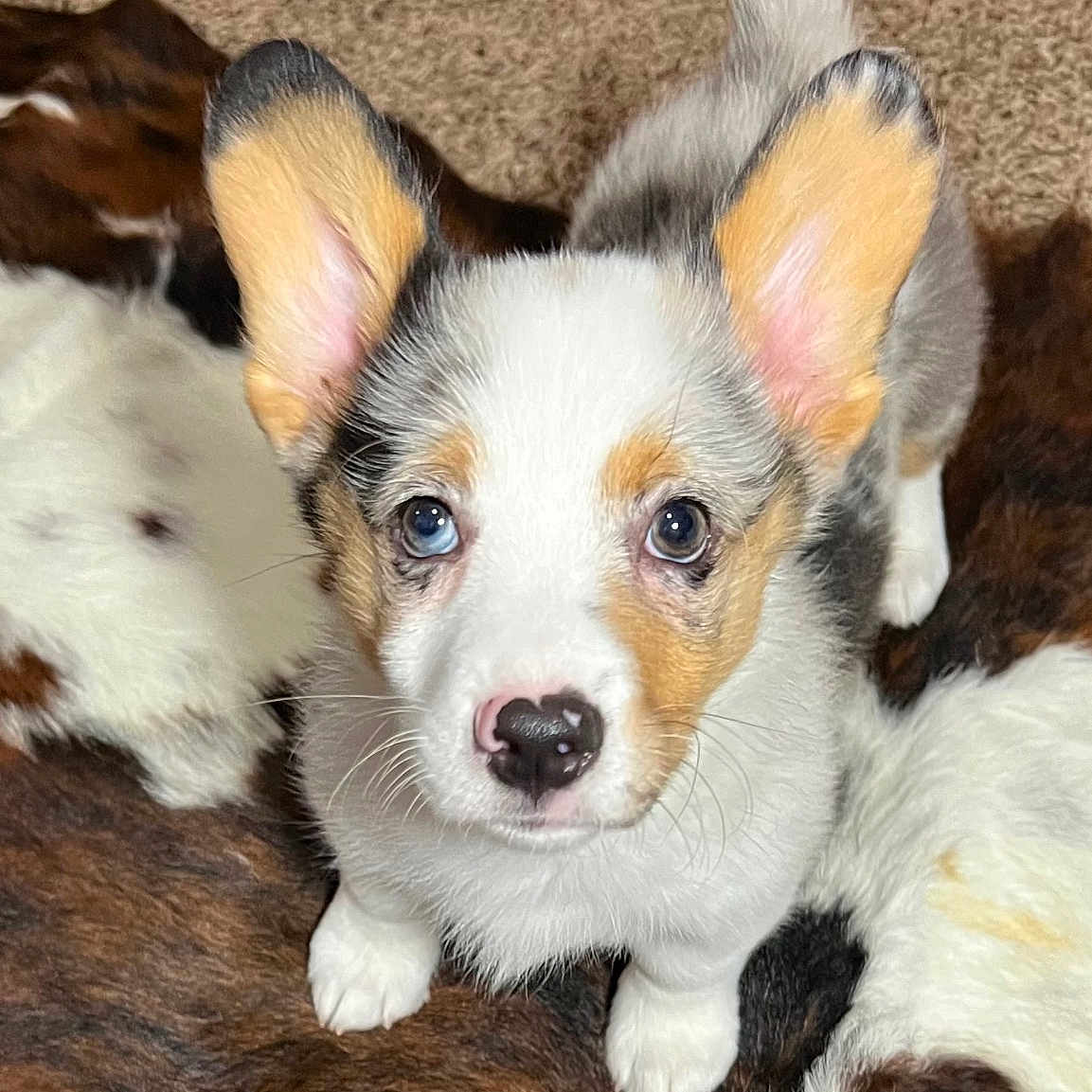 Blu is registered to the contest to win money with this photo: animal, ball, canine, chihuahua, cockerspaniel, dog, face, football, head, hound, husky, papillon, person, pet, photography, portrait, puppy, snout, soccer, whitedog