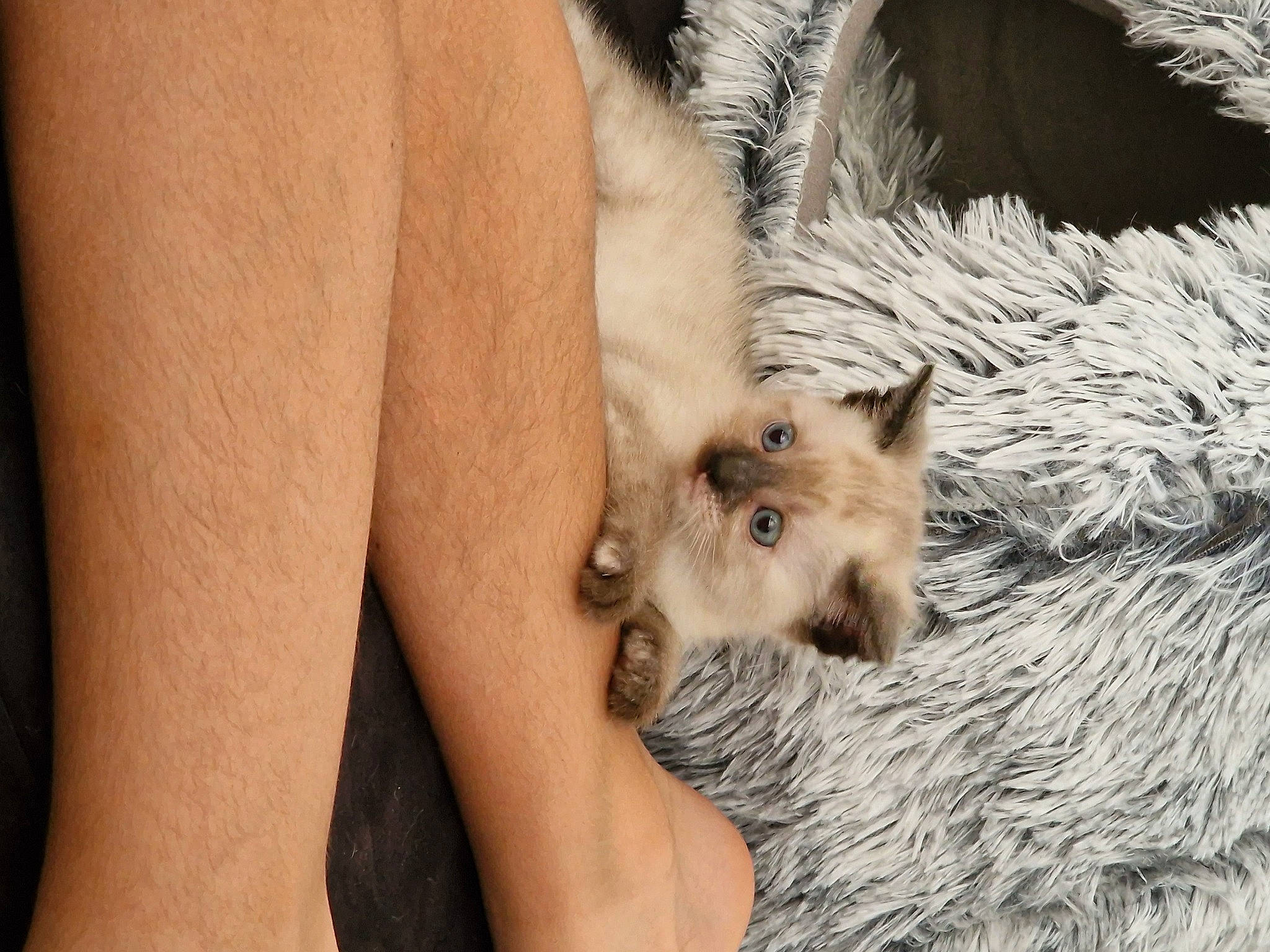 Tokyo participe au concours pour gagner de l'argent avec cette photo : carnivore, comfort, companion_dog, dog_breed, elbow, fawn, felidae, foot, fox, fur, human_leg, livestock, paw, sitting, small_to_medium_sized_cats, terrestrial_animal, thigh, vertebrate, whiskers, wildlife