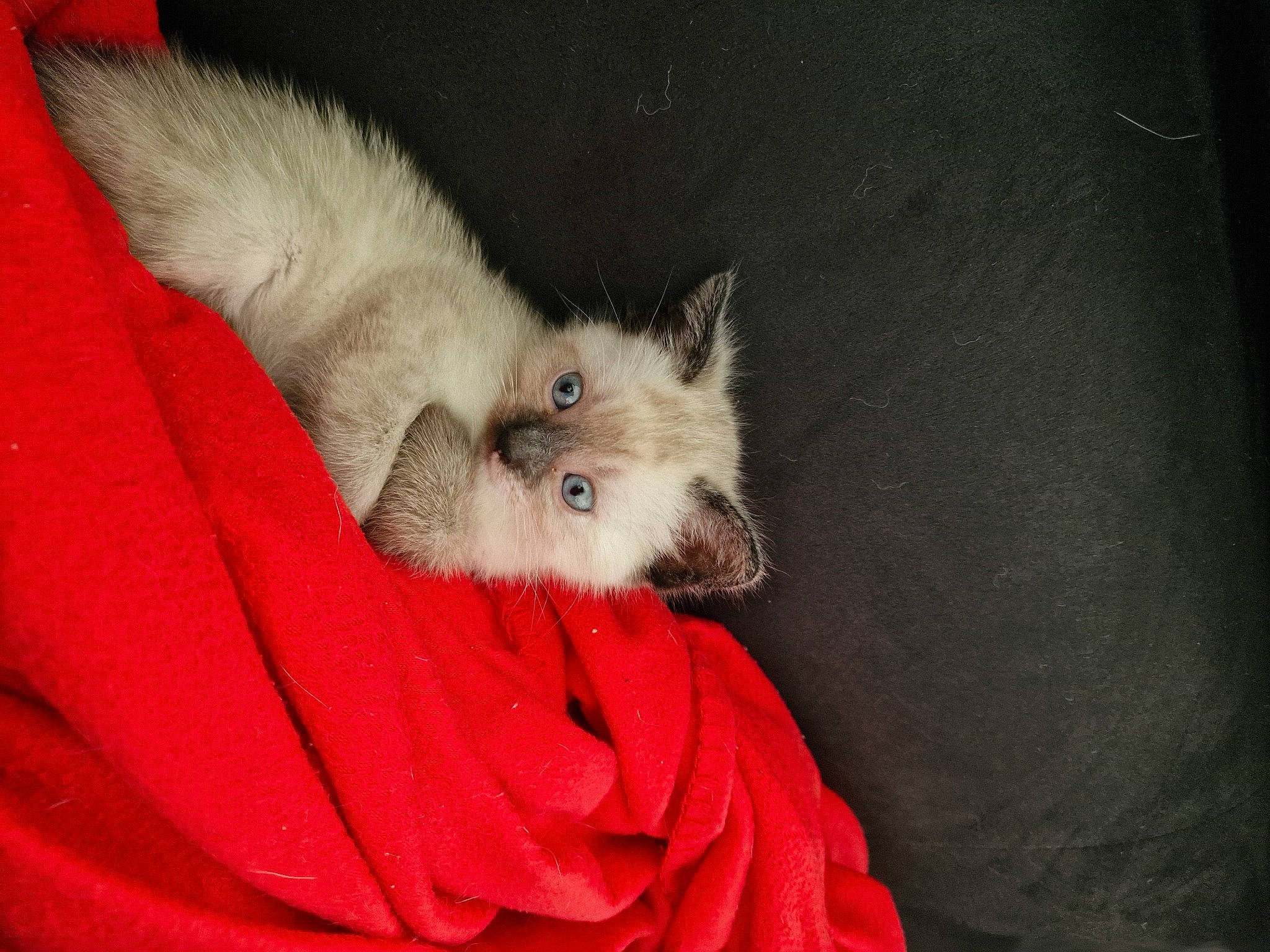 Tokyo participe au concours pour gagner de l'argent avec cette photo : birman, canidae, carnivore, cat, claw, comfort, domestic_short_haired_cat, fawn, felidae, fur, grey, mouse, mustelidae, nap, paw, puppy, small_to_medium_sized_cats, snout, tail, whiskers