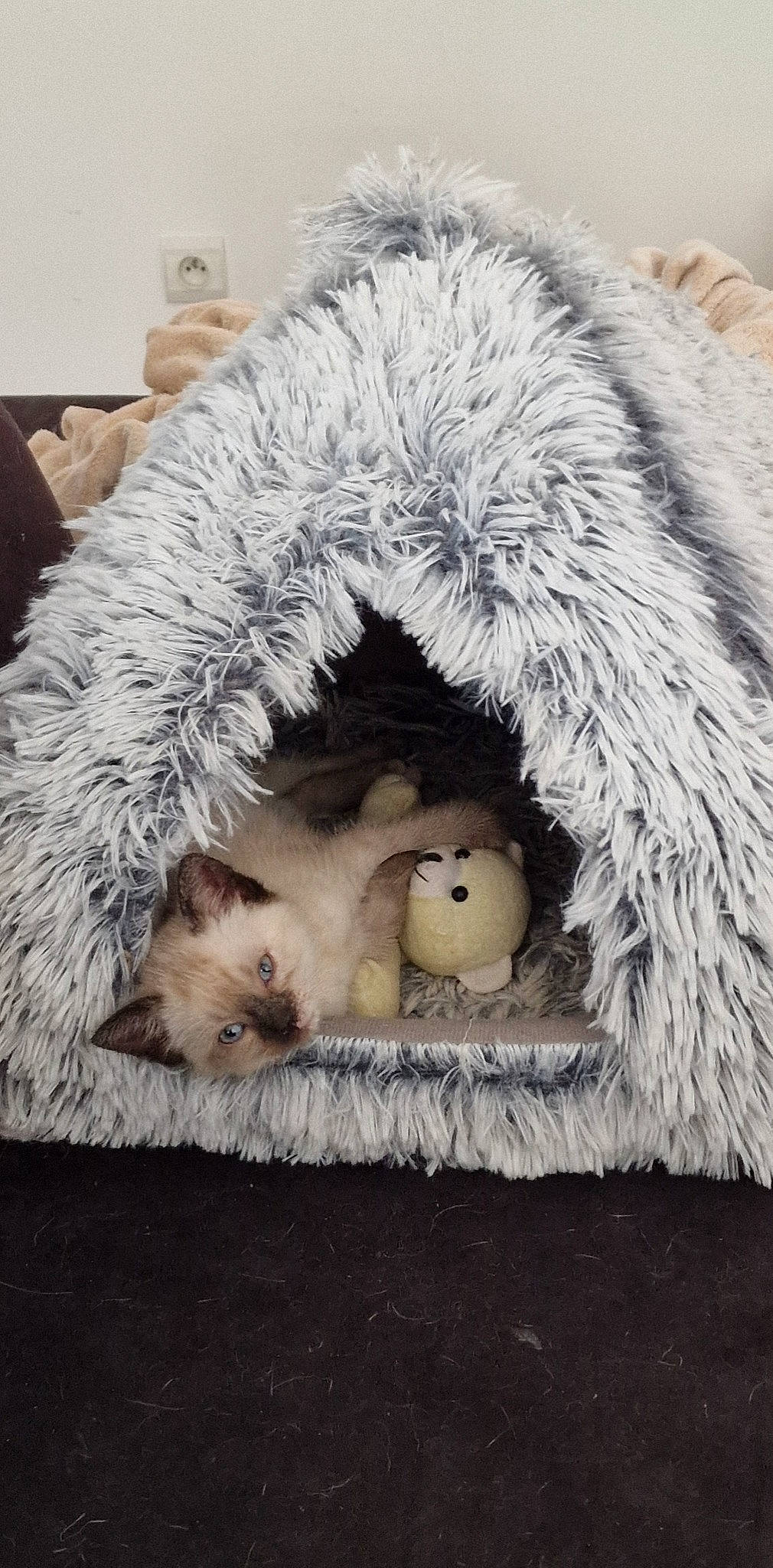 Tokyo participe au concours pour gagner de l'argent avec cette photo : cap, carnivore, cat, comfort, companion_dog, couch, dog_breed, fawn, felidae, fur_clothing, grey, headgear, linens, small_to_medium_sized_cats, snout, stuffed_toy, tail, toy, whiskers, wool