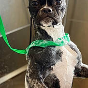 Aurora joined the competition — help win amazing prizes! dog, boston_terrier, pet, animal, black_and_white, standing, bathtub, bathroom, harness, leash, green, wet, water_droplets, portrait, indoors, short_hair, upright, serious_expression, funny, closeup