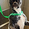 dog, boston_terrier, pet, animal, black_and_white, standing, bathtub, bathroom, harness, leash, green, wet, water_droplets, portrait, indoors, short_hair, upright, serious_expression, funny, closeup