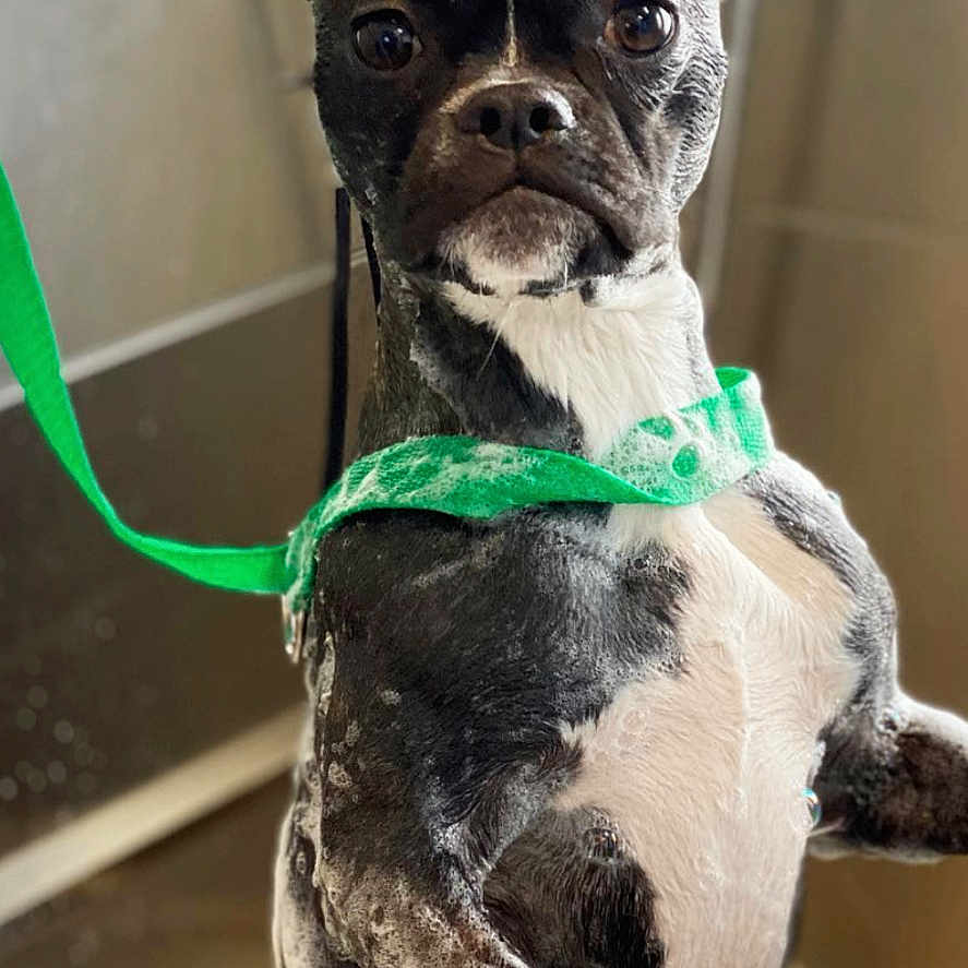 Aurora joined the competition — help win amazing prizes! dog, boston_terrier, pet, animal, black_and_white, standing, bathtub, bathroom, harness, leash, green, wet, water_droplets, portrait, indoors, short_hair, upright, serious_expression, funny, closeup