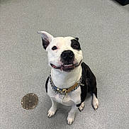 Molly is registered to the contest to win money with this photo: dog, black_and_white, collar, pet, smiling, sitting, floor, indoor, canine, animal, cute, happy, looking_up, chain, leather, drain, fur, ears, paw, friendly