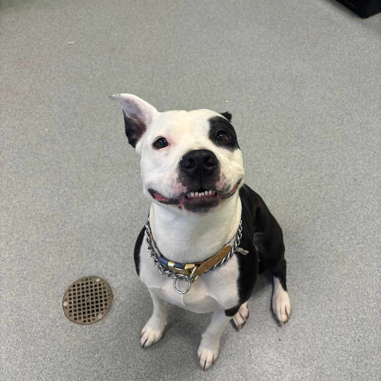 Molly is registered to the contest to win money with this photo: animal, black_and_white, canine, chain, collar, cute, dog, drain, ears, floor, friendly, fur, happy, indoor, leather, looking_up, paw, pet, sitting, smiling