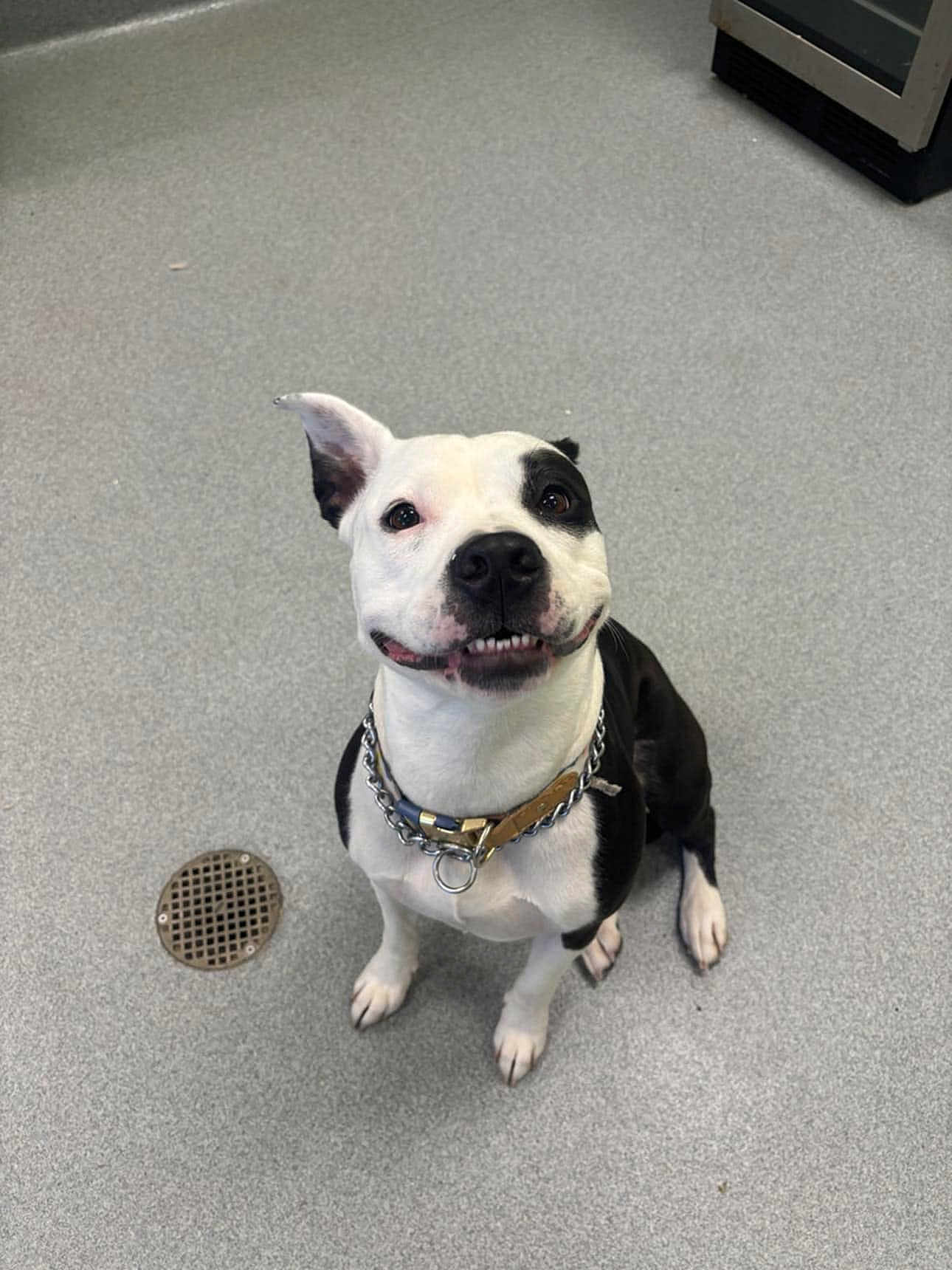 Molly is registered to the contest to win money with this photo: dog, black_and_white, collar, pet, smiling, sitting, floor, indoor, canine, animal, cute, happy, looking_up, chain, leather, drain, fur, ears, paw, friendly
