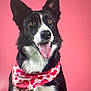 dog, black_and_white, bandana, heart_pattern, tongue_out, ears_up, pet, canine, portrait, pink_background, happy, cute, animal, studio, smiling, friendly, domestic_animal, furry, close_up, valentine