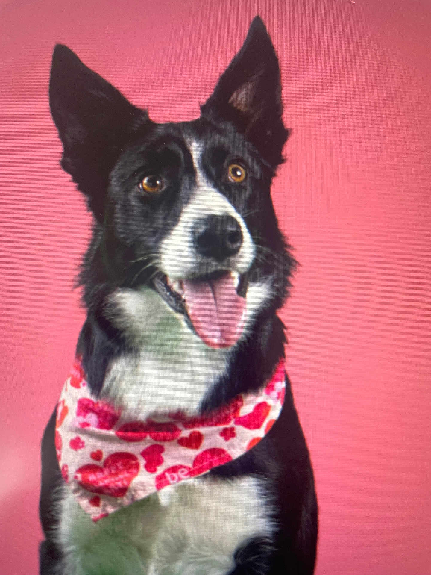 Tosca participe au concours pour gagner de l'argent avec cette photo : dog, black_and_white, bandana, heart_pattern, tongue_out, ears_up, pet, canine, portrait, pink_background, happy, cute, animal, studio, smiling, friendly, domestic_animal, furry, close_up, valentine