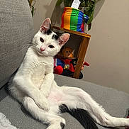 Spot is registered to the contest to win money with this photo: cat, kitten, white_cat, black_tail, couch, sofa, indoor, houseplant, plant_pot, rainbow_pattern, stuffed_doll, shelf, relaxed, lounging, whiskers, paws, tail, pet, cozy, living_room