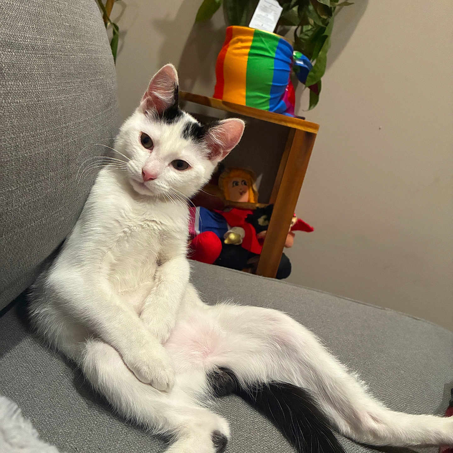 Spot is registered to the contest to win money with this photo: black_tail, cat, couch, cozy, houseplant, indoor, kitten, living_room, lounging, paws, pet, plant_pot, rainbow_pattern, relaxed, shelf, sofa, stuffed_doll, tail, whiskers, white_cat