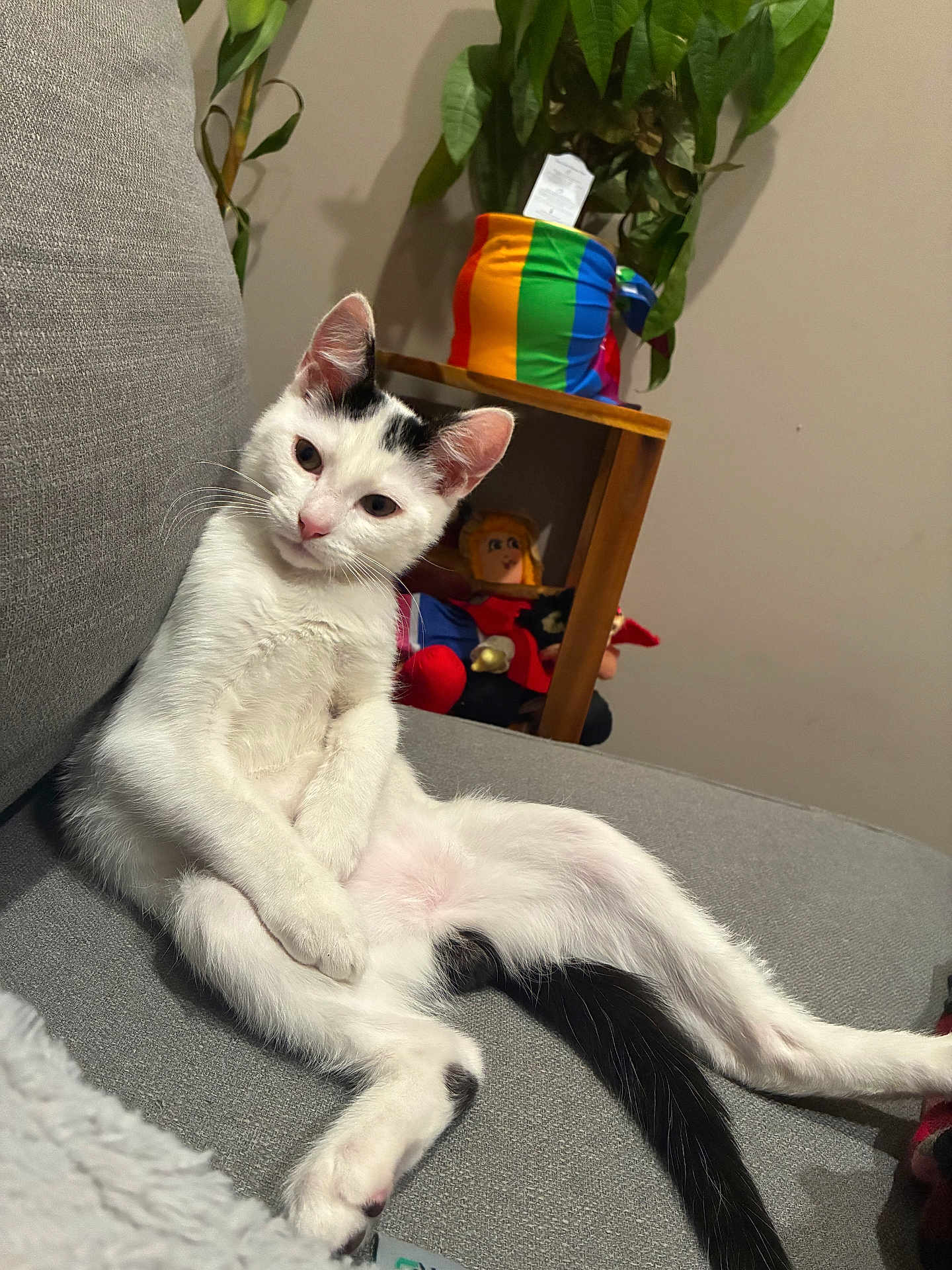 Spot is registered to the contest to win money with this photo: cat, kitten, white_cat, black_tail, couch, sofa, indoor, houseplant, plant_pot, rainbow_pattern, stuffed_doll, shelf, relaxed, lounging, whiskers, paws, tail, pet, cozy, living_room