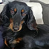 animal, black_dog, brown_eyes, canine, close_up, companion, couch, dachshund, dog, domestic_animal, fur, household, indoor, laying_down, leather_chair, long_hair, looking_at_camera, pet, portrait, relaxed