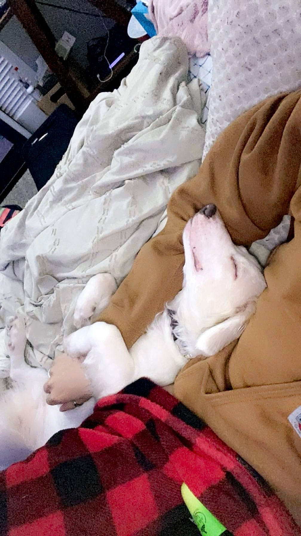 Winston is registered to the contest to win money with this photo: abdomen, bed, bedding, bedroom, carnivore, cat, comfort, duvet, felidae, fur, human_leg, linens, nail, pattern, plaid, small_to_medium_sized_cats, tartan, textile, thigh, whiskers