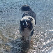 Izko participe au concours pour gagner de l'argent avec cette photo : animal, beach, canine, daytime, dog, fur, happy, lake, nature, outdoor, pet, playing, reflection, shore, smiling, summer, sunlight, water, waves, wet