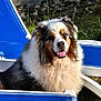 Izko participe au concours pour gagner de l'argent avec cette photo : animal, australian_shepherd, backyard, blue, canine, chair, dog, fence, fluffy, grass, happy, nature, outdoor, panting, pet, portrait, relaxing, sitting, summer, sunlight