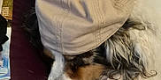 Izko a rejoint le concours — aidez-le/la à gagner de superbes lots ! animal, black_fur, brown_fur, cap, closeup, couch, cozy, curly_fur, dog, fabric, fur, hat, indoor, nose, paw, pet, relaxed, resting, sleeping, white_fur