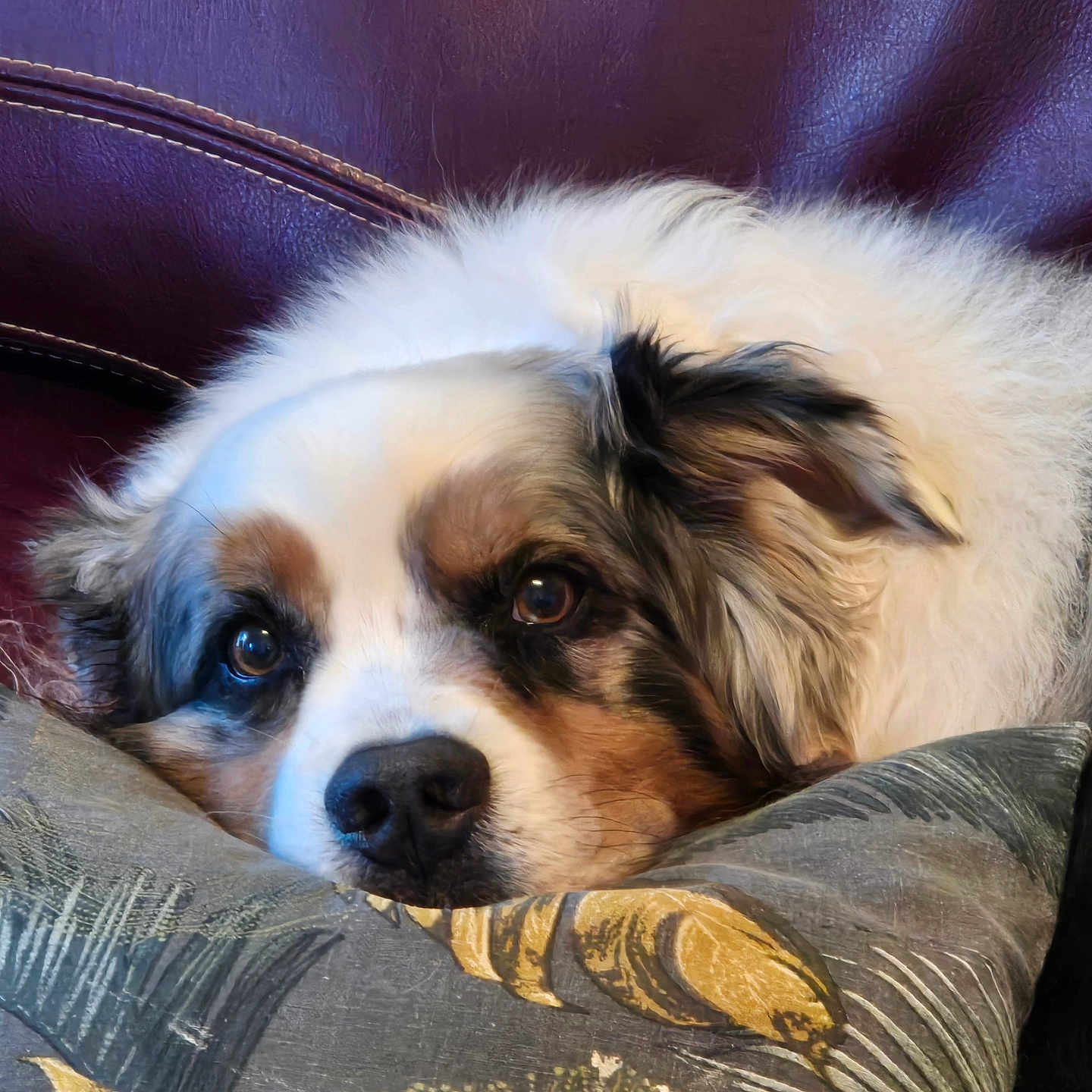 Izko a rejoint le concours — aidez-le/la à gagner de superbes lots ! animal, black, brown, closeup, companion, couch, cozy, cute, dog, ears, fluffy, fur, indoor, nose, pet, pillow, portrait, relaxed, resting, white