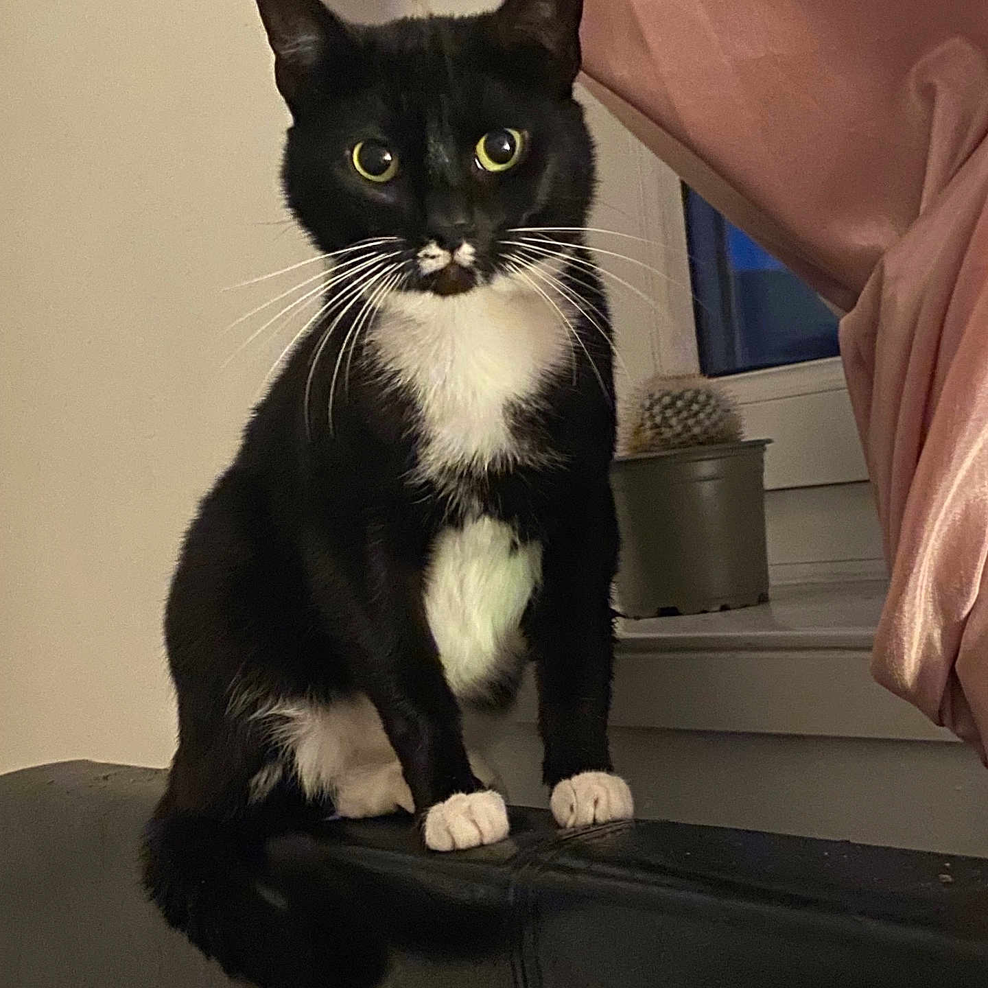 Caeser joined the competition — help win amazing prizes! abyssinian, angora, animal, blackcat, cat, egyptiancat, furniture, kitten, manx, pet