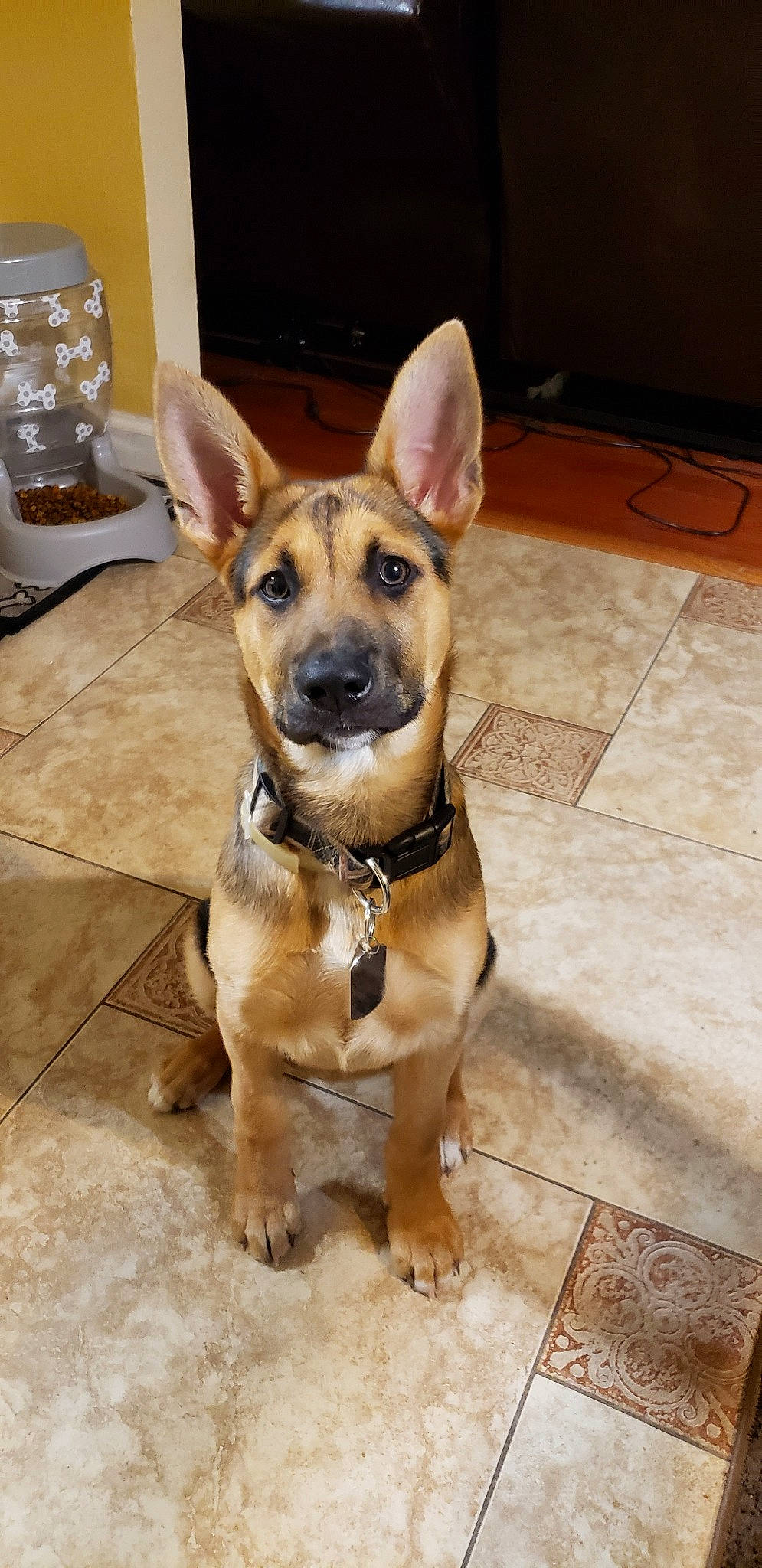 Freyja is registered to the contest to win money with this photo: canidae, carnivore, carolina_dog, companion_dog, dog, dog_breed, fawn, german_shepherd_dog, mammal, pariah_dog, puppy, rare_breed_dog, snout, street_dog, vertebrate, whiskers, working_dog