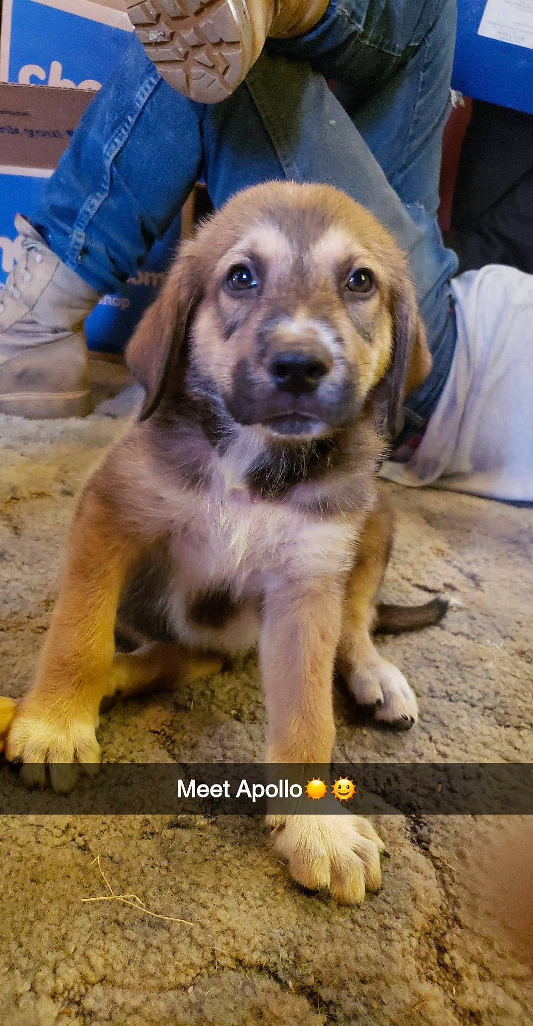 Apollo is registered to the contest to win money with this photo: beagador, canidae, carnivore, companion_dog, dog, dog_breed, fawn, mammal, puppy, rare_breed_dog, snout, sporting_group, street_dog, vertebrate