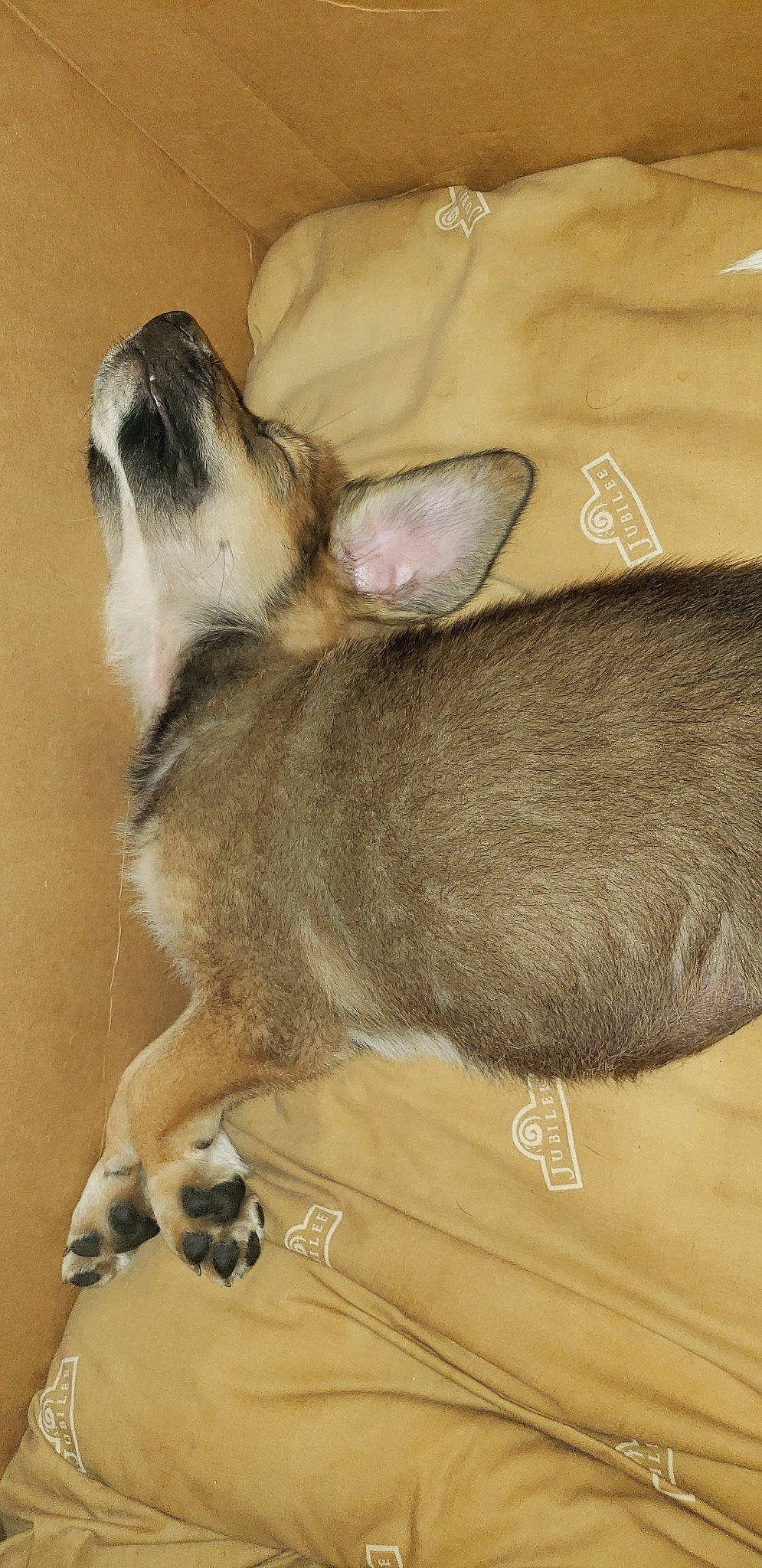 Apollo is registered to the contest to win money with this photo: canidae, carnivore, chihuahua, dog, dog_breed, fawn, mammal, puppy, snout, vertebrate