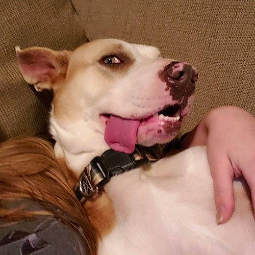 Jade is registered to the contest to win money with this photo: american_pit_bull_terrier, american_staffordshire_terrier, canidae, carnivore, dog, dog_breed, dog_collar, ear, fawn, hand, head, mammal, non_sporting_group, nose, pit_bull, puppy, puppy_love, skin, snout, sporting_group