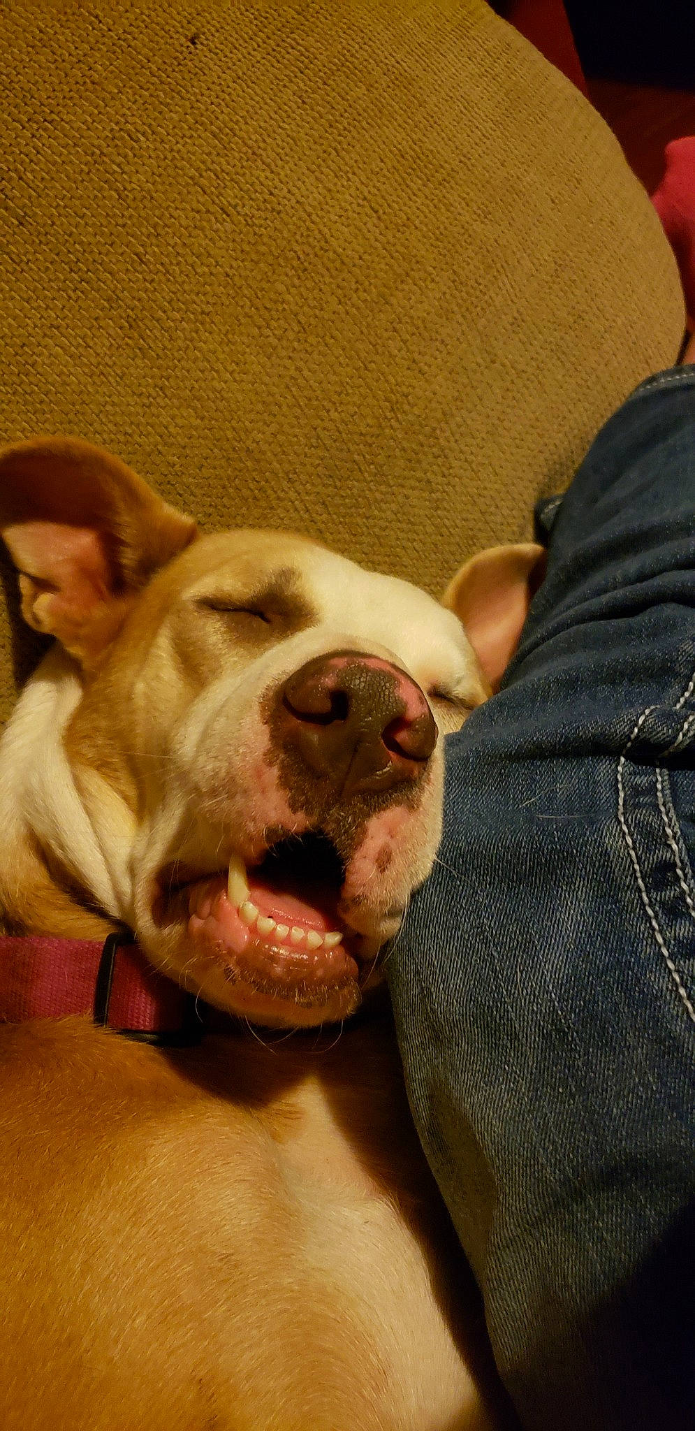 Jade is registered to the contest to win money with this photo: american_bulldog, american_pit_bull_terrier, australian_bulldog, bulldog, canidae, carnivore, dog, dog_breed, fawn, mammal, non_sporting_group, nose, old_english_bulldog, olde_english_bulldogge, pit_bull, puppy_love, snout, sporting_group, valley_bulldog, vertebrate