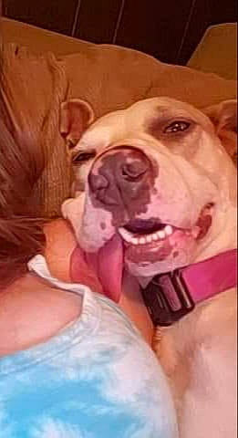 Jade joined the competition — help win amazing prizes! american_bulldog, american_pit_bull_terrier, boxer, bulldog, canidae, carnivore, dog, dog_breed, ear, fawn, mammal, mouth, non_sporting_group, nose, pit_bull, puppy_love, skin, snout, sporting_group, valley_bulldog