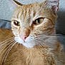 Kitty joined the competition — help win amazing prizes! cat, ginger_cat, close_up, whiskers, green_eyes, feline, pet, animal, tabby, fur, portrait, indoor, calm, face, ears, nose, soft_light, texture, domestic_cat, cute