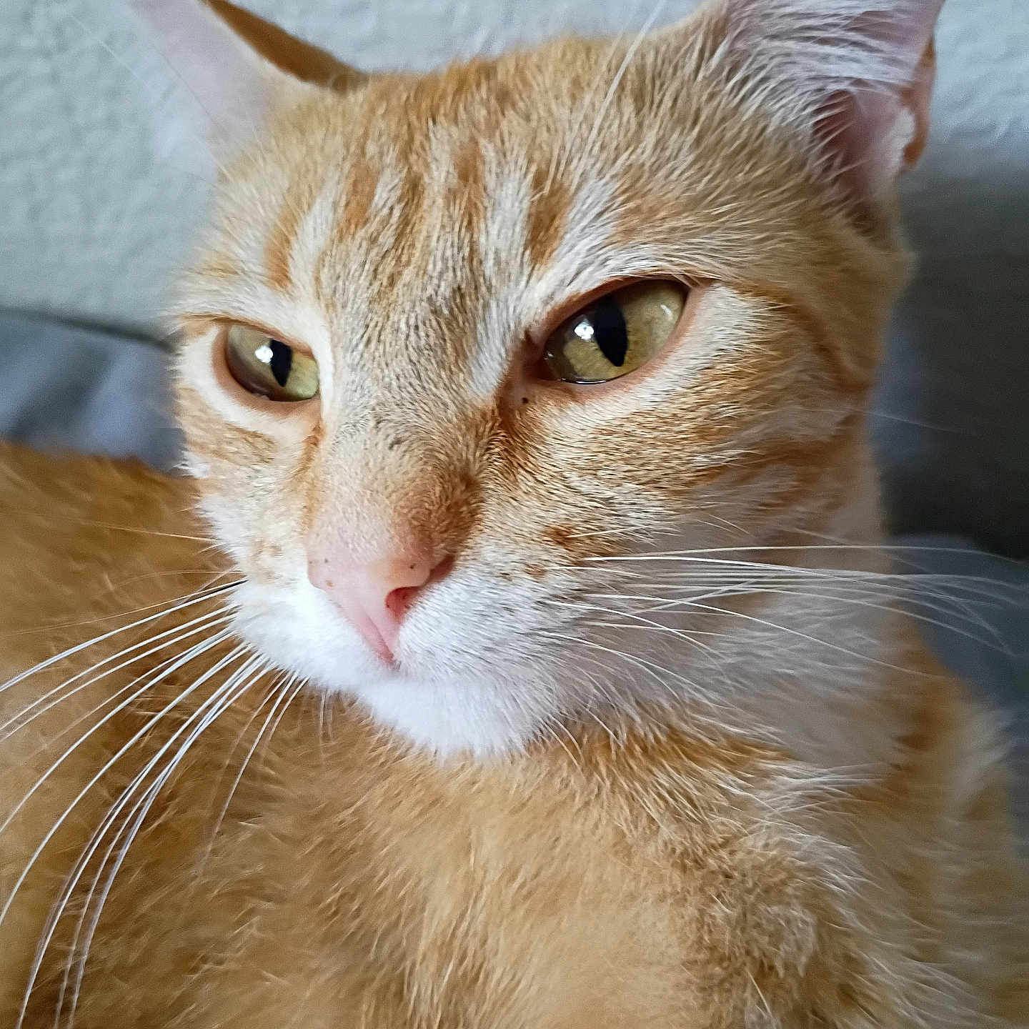 Kitty joined the competition — help win amazing prizes! animal, calm, cat, close_up, cute, domestic_cat, ears, face, feline, fur, ginger_cat, green_eyes, indoor, nose, pet, portrait, soft_light, tabby, texture, whiskers