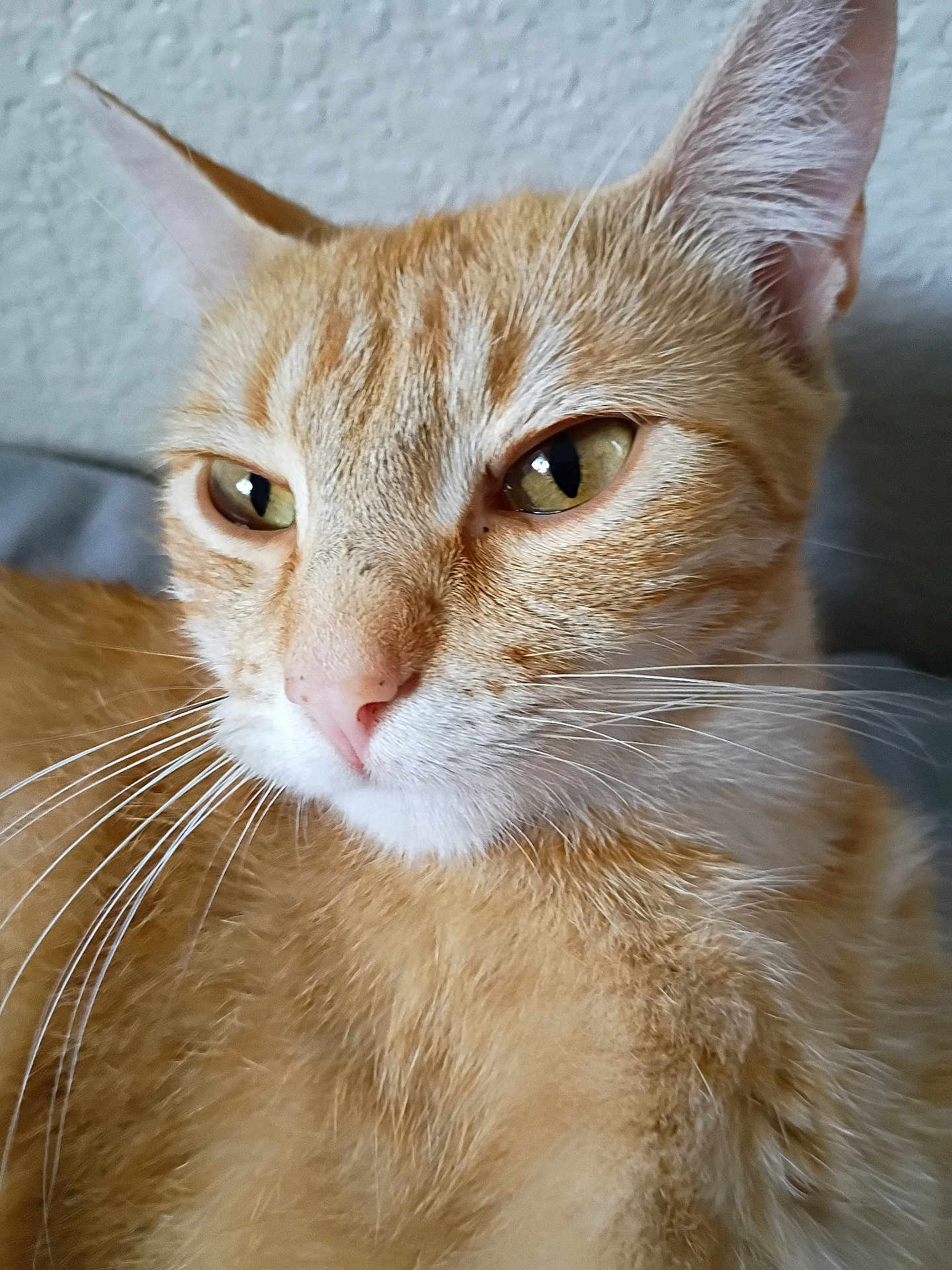 Kitty joined the competition — help win amazing prizes! cat, ginger_cat, close_up, whiskers, green_eyes, feline, pet, animal, tabby, fur, portrait, indoor, calm, face, ears, nose, soft_light, texture, domestic_cat, cute