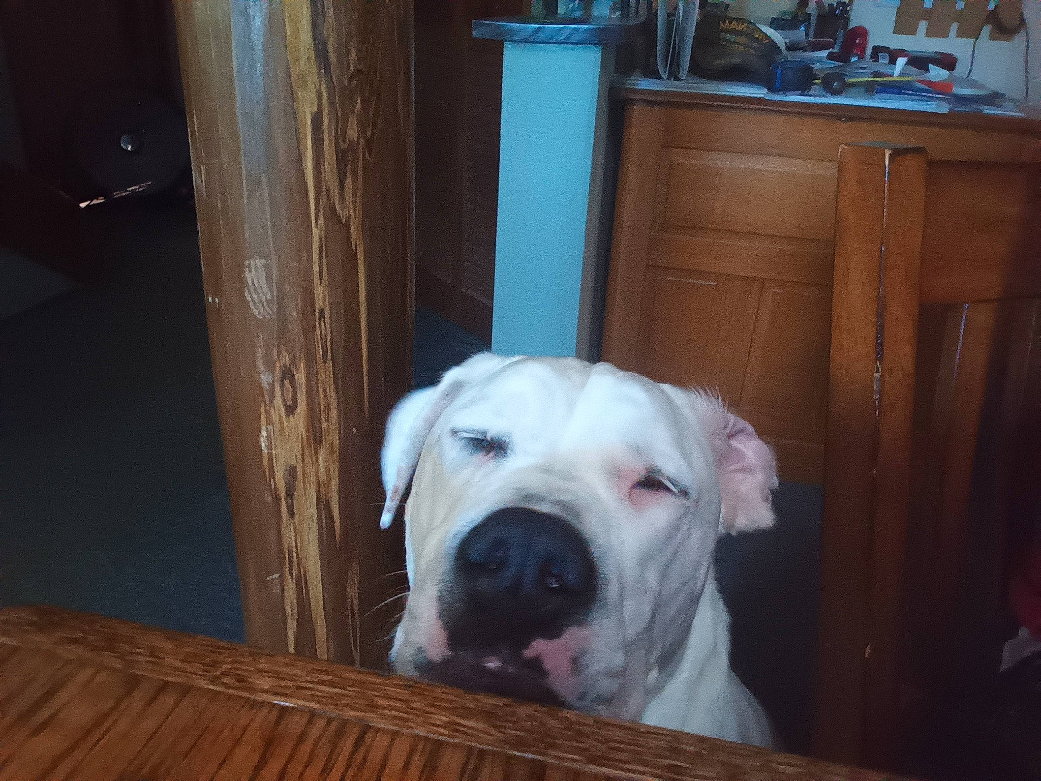 Kyzer joined the competition — help win amazing prizes! cabinetry, canidae, carnivore, chest_of_drawers, collar, companion_dog, cupboard, dog, dog_breed, dog_collar, drawer, fawn, flooring, hardwood, pet_supply, sporting_group, whiskers, window, wood, working_animal