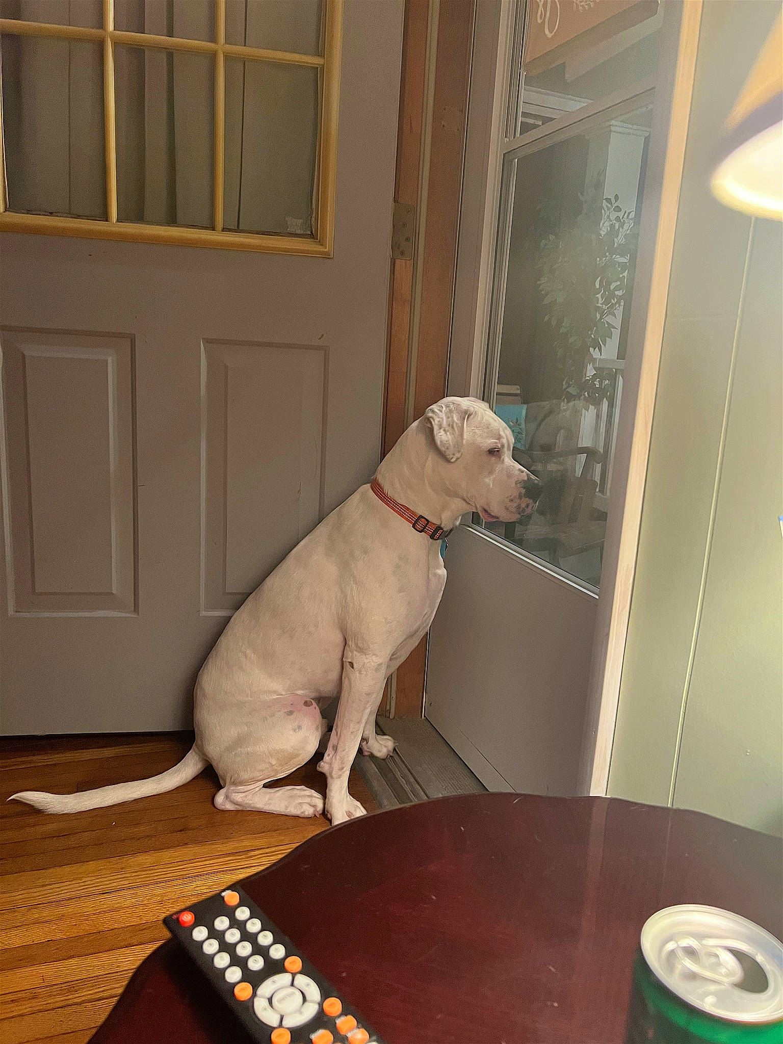 Kyzer joined the competition — help win amazing prizes! carnivore, collar, comfort, companion_dog, dog, dog_breed, dog_supply, door, fawn, floor, flooring, gun_dog, hardwood, pet_supply, snout, table, tail, wood, wood_stain, working_animal