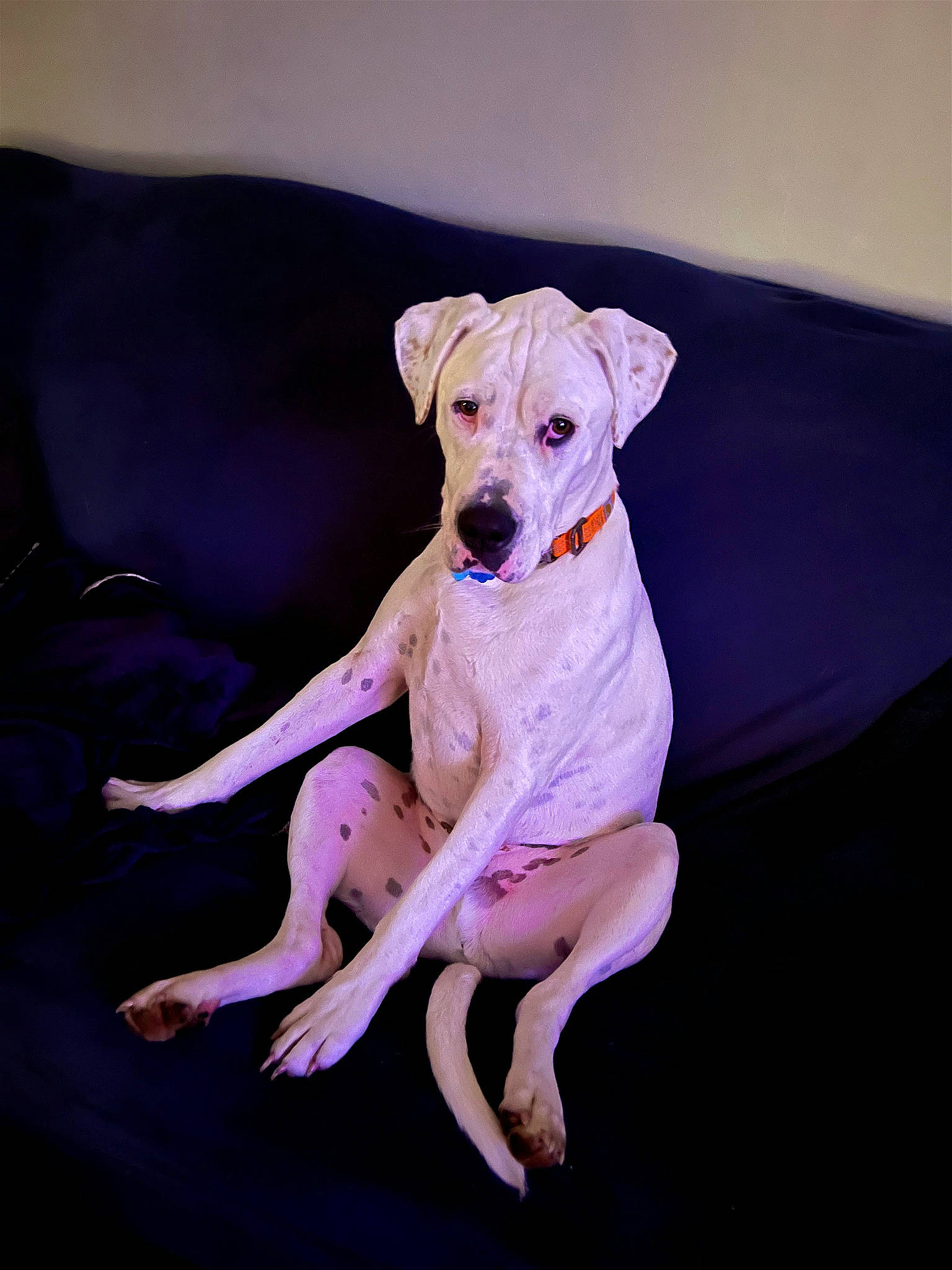 Kyzer is registered to the contest to win money with this photo: carnivore, chair, comfort, companion_dog, couch, dog, dog_breed, dog_clothes, dog_collar, dog_supply, fawn, linens, magenta, paw, pet_supply, purple, tail, terrestrial_animal, toy_dog, working_animal