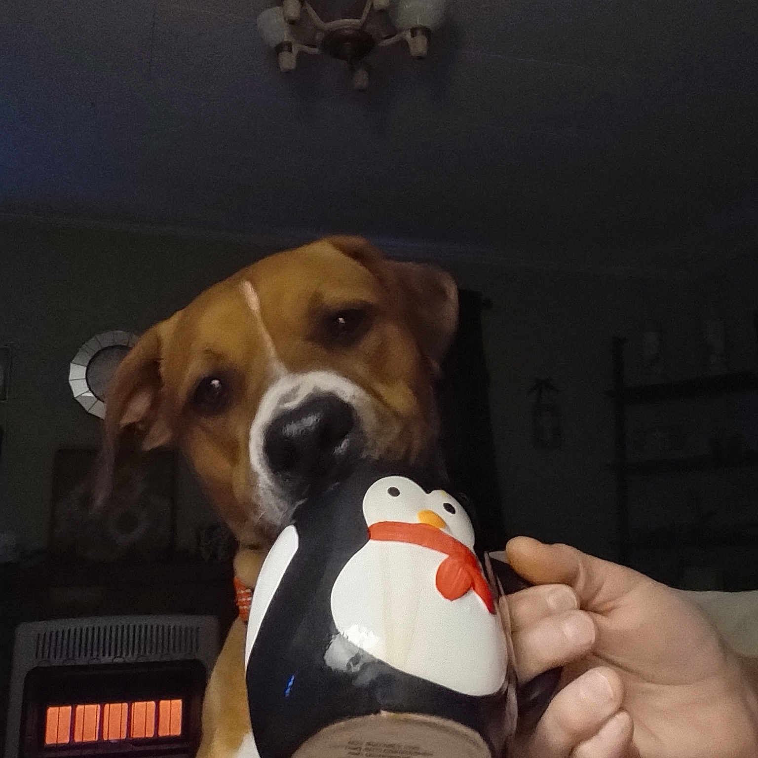 Harlo is registered to the contest to win money with this photo: ancient_dog_breeds, auk, ball, beak, bird, canidae, carnivore, collar, companion_dog, dog, dog_breed, dog_supply, fawn, flightless_bird, football, hound, pet_supply, serveware, sporting_group, working_animal