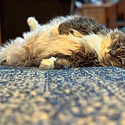 Mitzy is registered to the contest to win money with this photo: cat, fluffy, gray, white, lying_down, rug, indoor, pet, feline, curious, relaxed, closeup, soft_fur, home, floor, animal, whiskers, ears, eyes, cozy