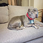 Taz is registered to the contest to win money with this photo: dog, gray_dog, couch, indoor, pet, red_collar, relaxed, furniture, living_room, carpet, door, baby_gate, wall, seated, animal, domestic_animal, canine, paw, snout, ears