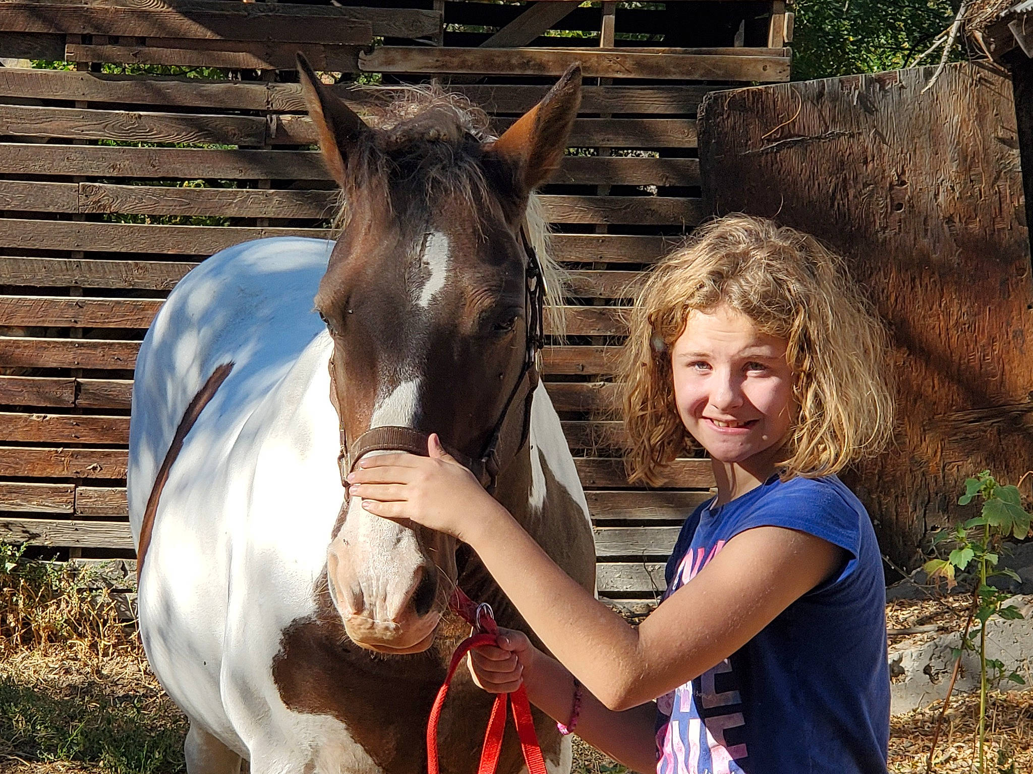 Zoe is registered to the contest to win money with this photo: bridle, horse, horse_supplies, horse_tack, joy, liver, mammal, mane, mare, pack_animal, person, riding_instructor, vertebrate