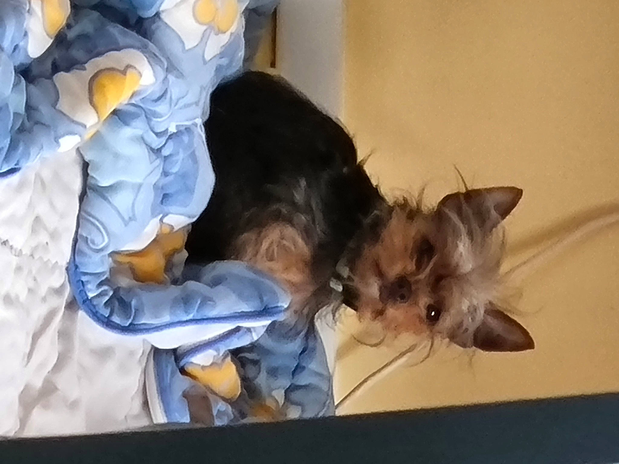 Nicky a rejoint le concours — aidez-le/la à gagner de superbes lots ! bed, black_cat, carnivore, cat, comfort, companion_dog, dog_breed, domestic_short_haired_cat, ear, eye, fawn, felidae, fur, nap, paw, sleep, small_to_medium_sized_cats, snout, tail, whiskers