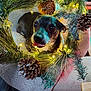 animal, blanket, christmas_decor, closeup, cozy, cute, decorations, dog, eyes, festive, fur, holiday_lights, indoor, pet, pinecones, resting, small_dog, snout, tongue_out, wreath