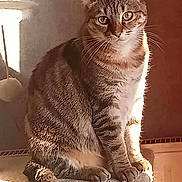 Minette participe au concours pour gagner de l'argent avec cette photo : animal, cat, cat_tree, close_up, cozy, domestic_cat, ears, feline, fur, house, indoor, looking, paws, pet, resting, sitting, sunlight, tabby, tail, whiskers