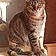 Minette