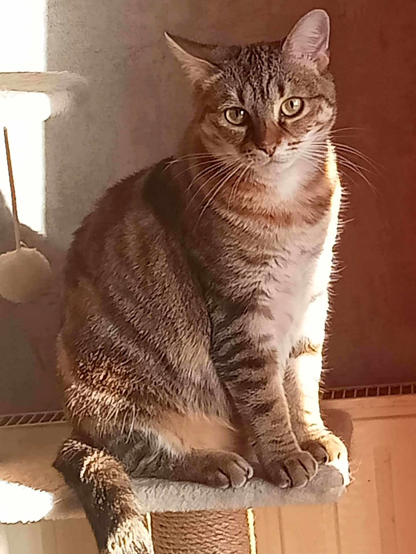 Minette